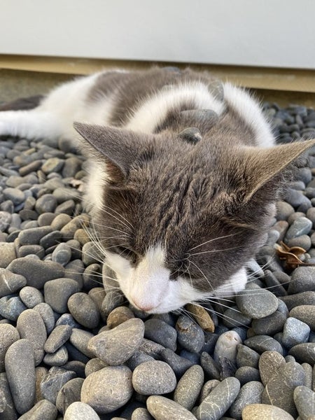 Cat needs rehoming Carousel 2
