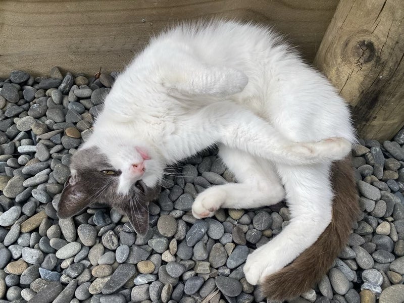 Cat needs rehoming Carousel 1