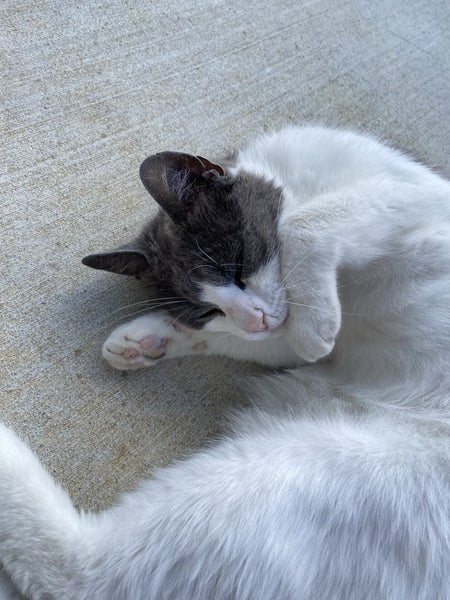 Cat needs rehoming Carousel 7