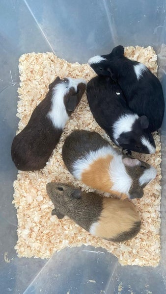 Guinea pigs Carousel 3