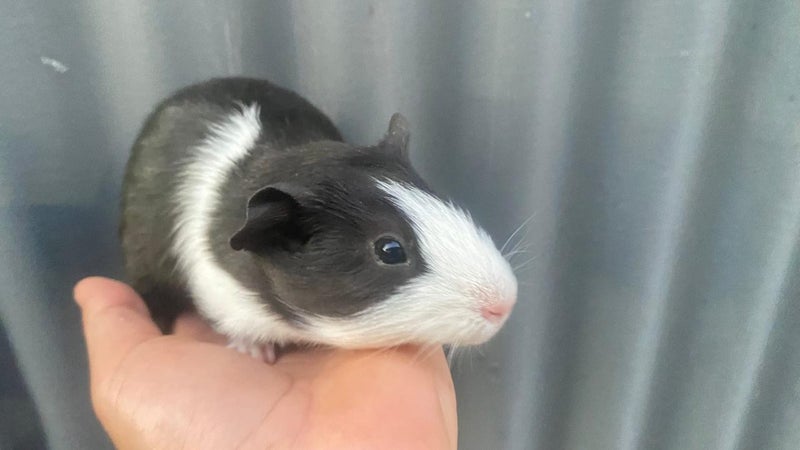 Guinea pigs Carousel 2