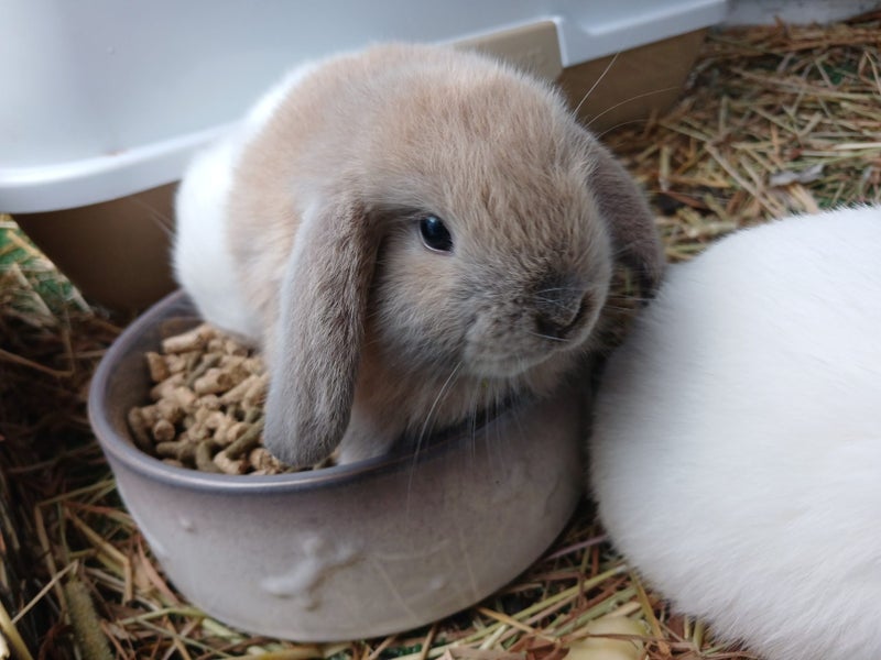 Mini Lop Rabbits Carousel 1