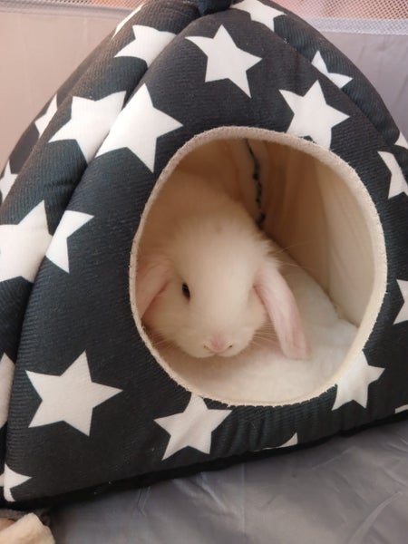 Mini Lop Rabbits Carousel 2