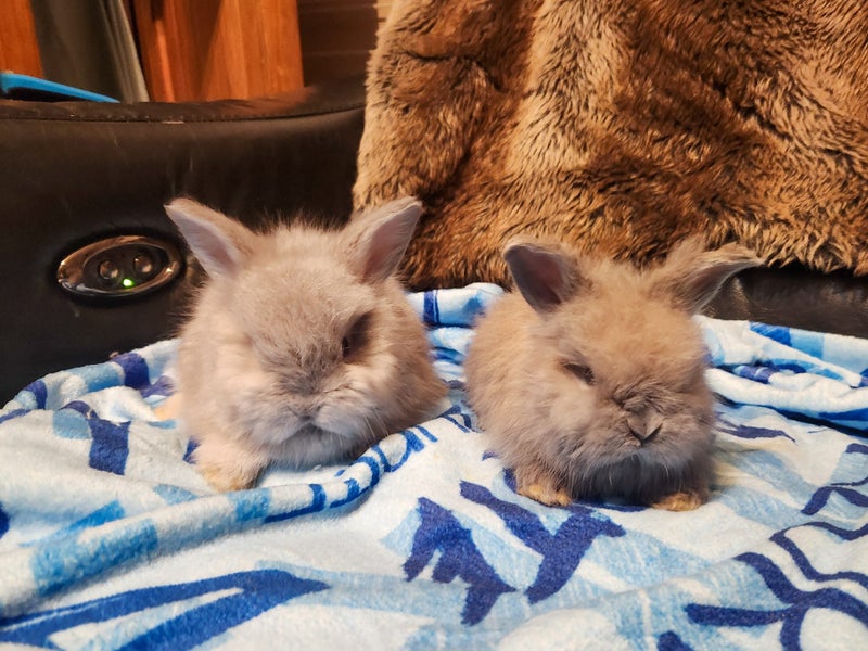 Pedigree English Angora Carousel 1