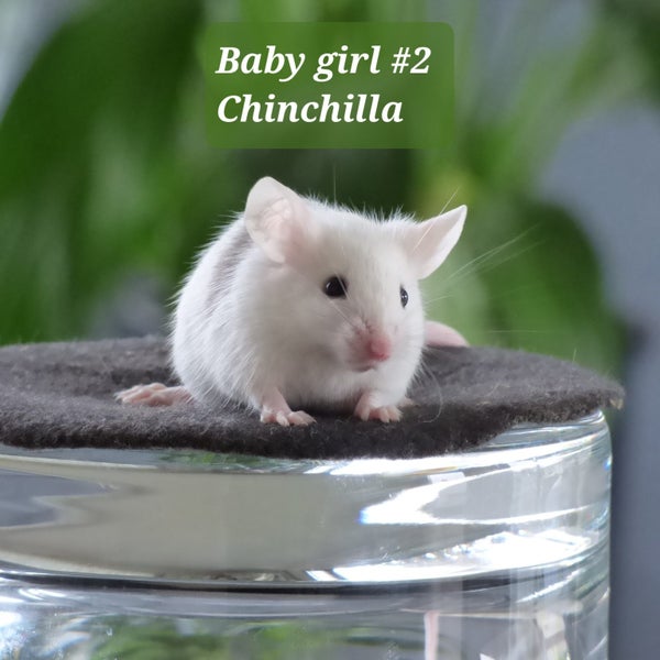 Beautiful little baby girl mice! Carousel 2