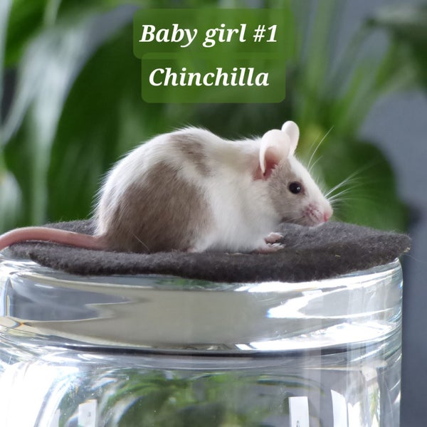 Beautiful little baby girl mice! Carousel 1