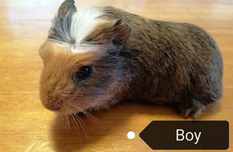 Cute Guinea Pig Babies Carousel 2