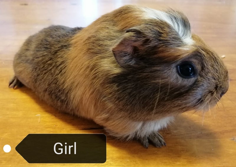 Cute Guinea Pig Babies Carousel 5