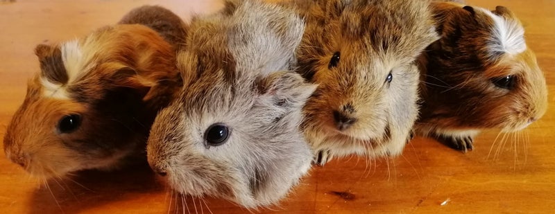 Cute Guinea Pig Babies Carousel 1