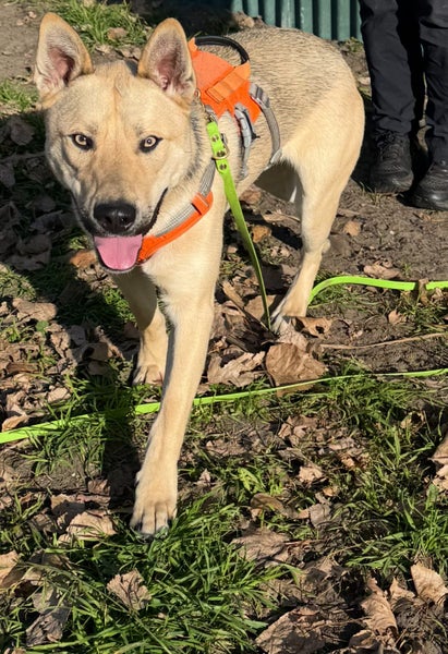 Foggy - DOGWATCH dog rescue & rehoming Carousel 1