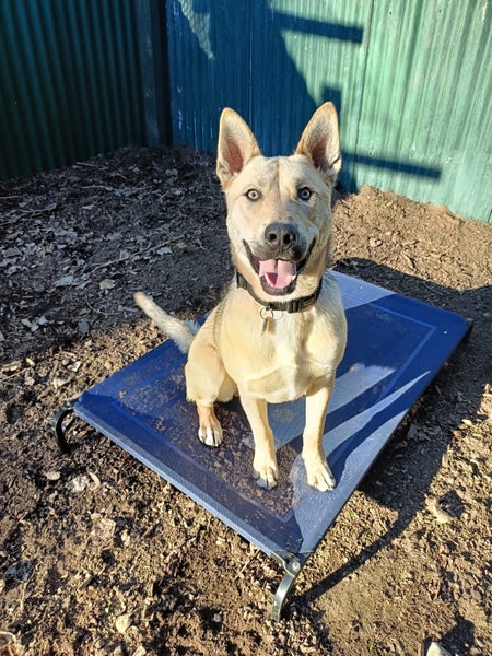 Foggy - DOGWATCH dog rescue & rehoming Carousel 2
