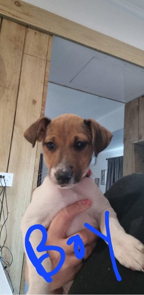 Beautiful Jack Russel puppies for sale Carousel 1