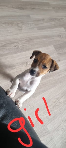 Beautiful Jack Russel puppies for sale Carousel 4