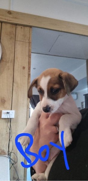 Beautiful Jack Russel puppies for sale Carousel 2
