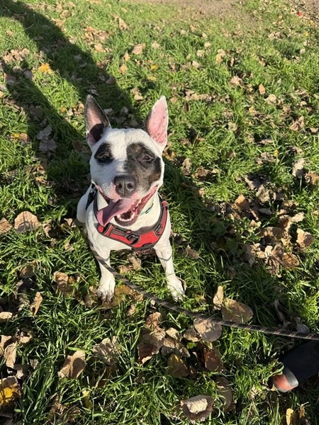 Minnie - DOGWATCH dog rescue & rehoming Carousel 1