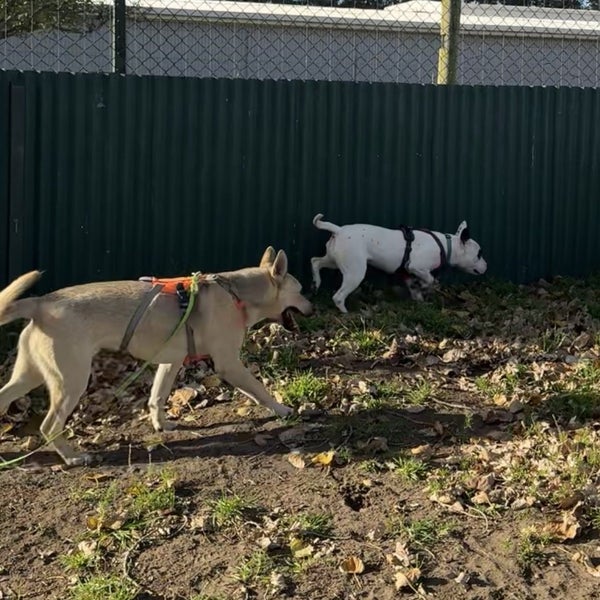 Minnie - DOGWATCH dog rescue & rehoming Carousel 2