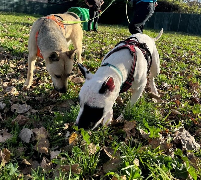 Minnie - DOGWATCH dog rescue & rehoming Carousel 3