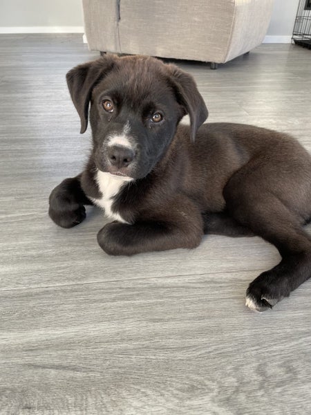 Moo (Ellie's Canine Rescue & Rehome) Carousel 2
