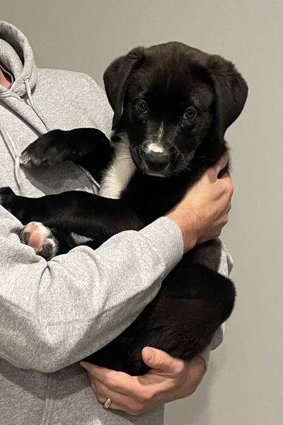 Moo (Ellie's Canine Rescue & Rehome) Carousel 4