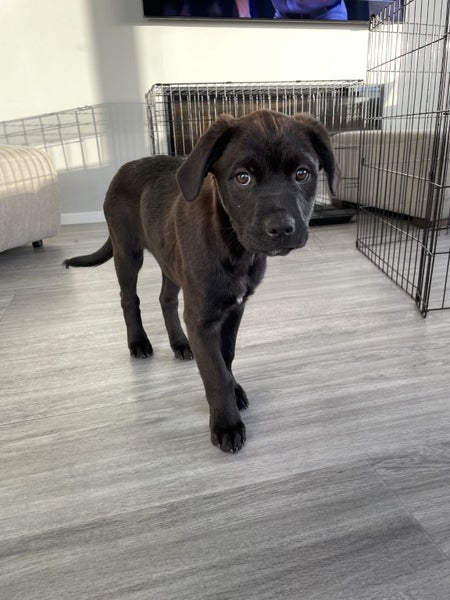 Waffles (Ellie's Canine Rescue & Rehome) Carousel 4