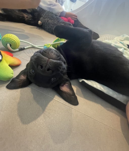 Waffles (Ellie's Canine Rescue & Rehome) Carousel 1