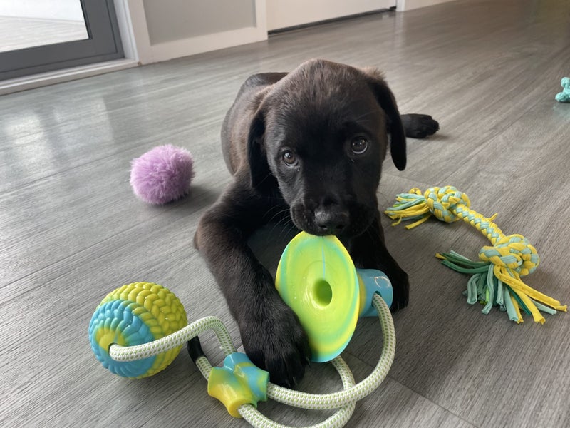 Nugget (Ellie's Canine Rescue & Rehome) Carousel 1