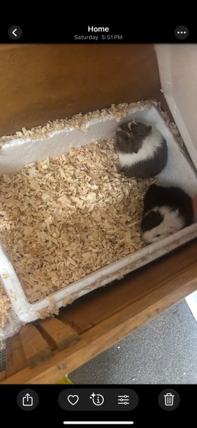 Guinea pig Carousel 3