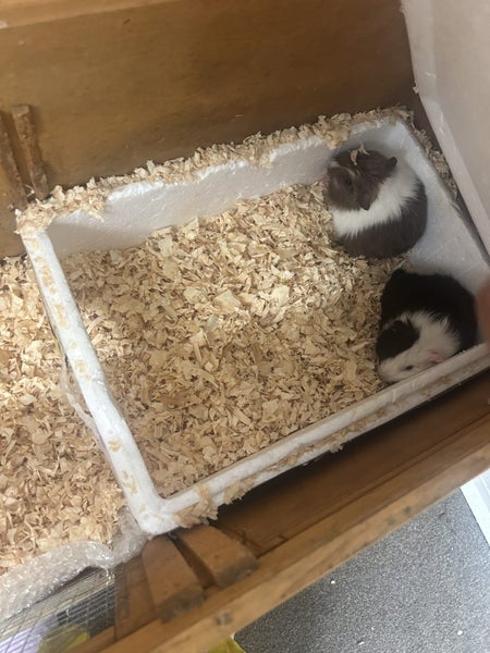 Guinea pig Carousel 2