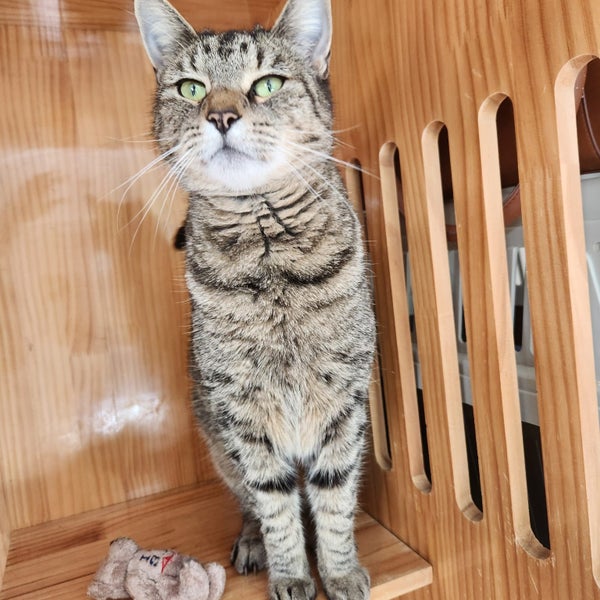 CLEO (4 years old) - AVAILABLE FOR ADOPTION - PET WHISPERER RESCUE Carousel 1