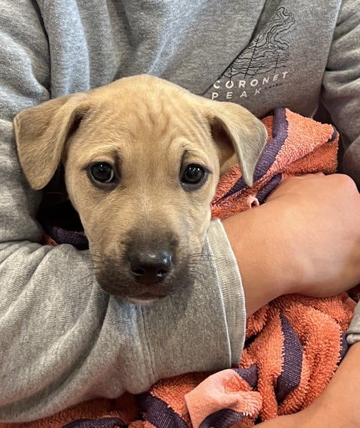 Tommy (Ellie's Canine Rescue & Rehome) Carousel 1