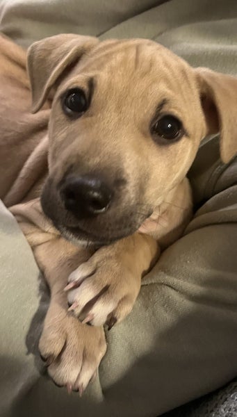 Tommy (Ellie's Canine Rescue & Rehome) Carousel 8