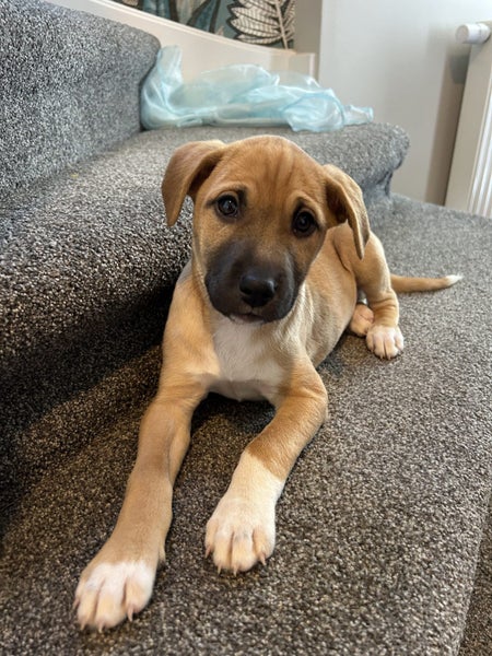 Tony (Ellie's Canine Rescue & Rehome) Carousel 1