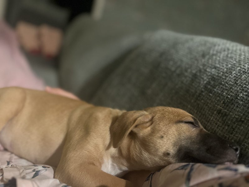 Tony (Ellie's Canine Rescue & Rehome) Carousel 2