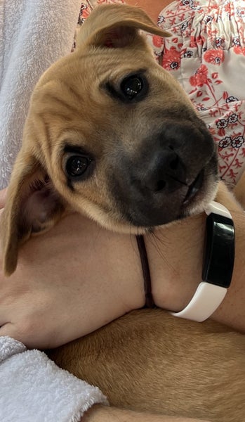 Tony (Ellie's Canine Rescue & Rehome) Carousel 8