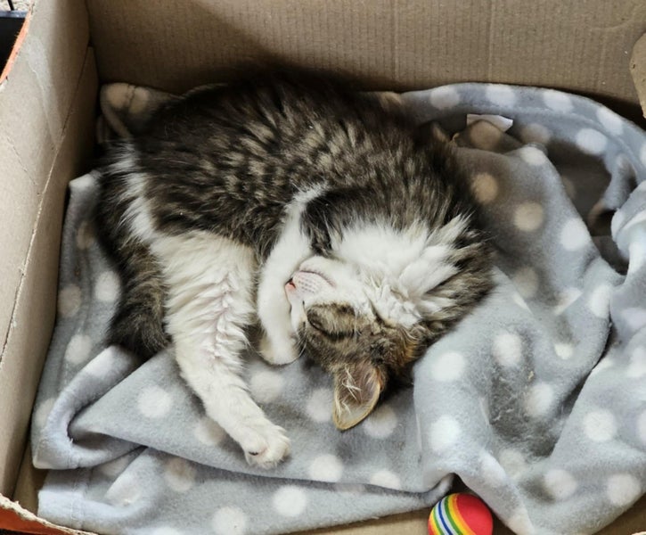 Jack - Wcc Rescue Kitten Carousel 4