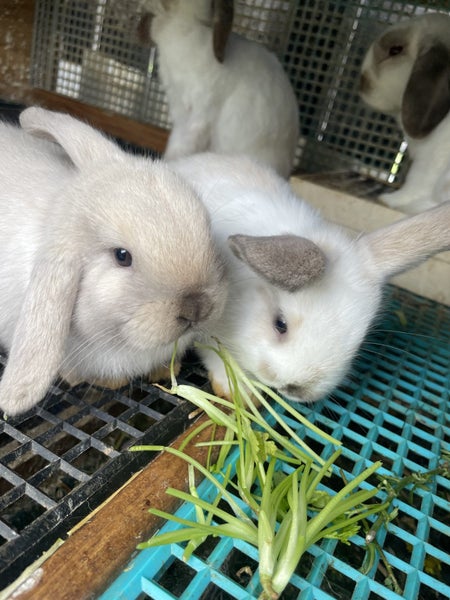 Kids-friendly Minilop Bunnies Carousel 1