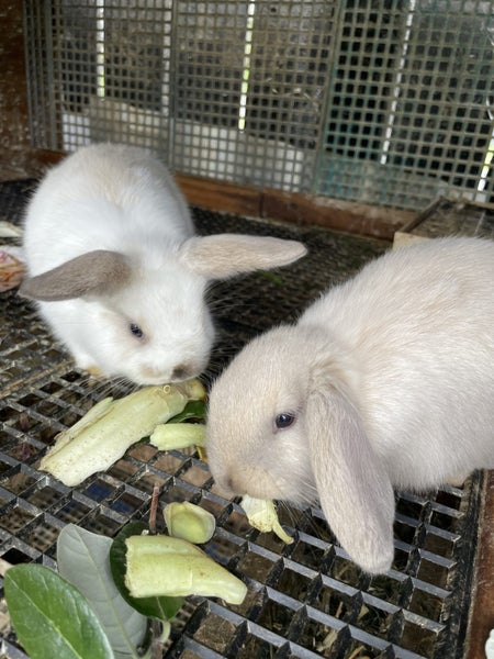 Kids-friendly Minilop Bunnies Carousel 15