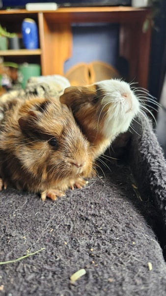 Fluffy long haired ginniepigs Carousel 1
