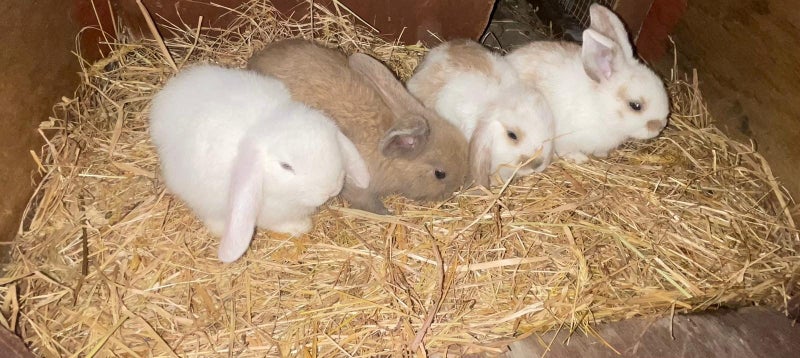 Precious little rabbits ?? Carousel 1