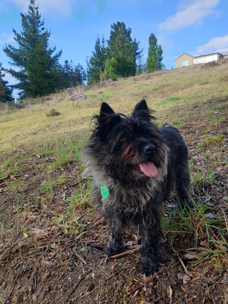 Cairn Terrier Carousel 1