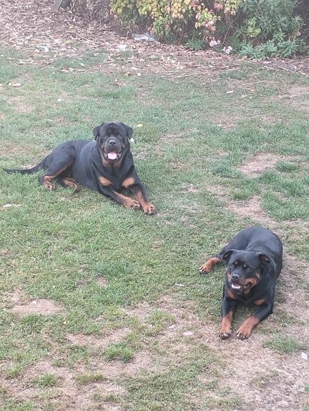 Rottweiler pup Carousel 3