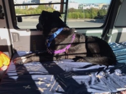 Tasman Pound Dog Collie X Jacky is looking for a home Carousel 15
