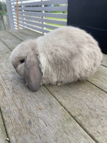 Mini Lop Baby Rabbits - MissyK Rabbitry Carousel 4