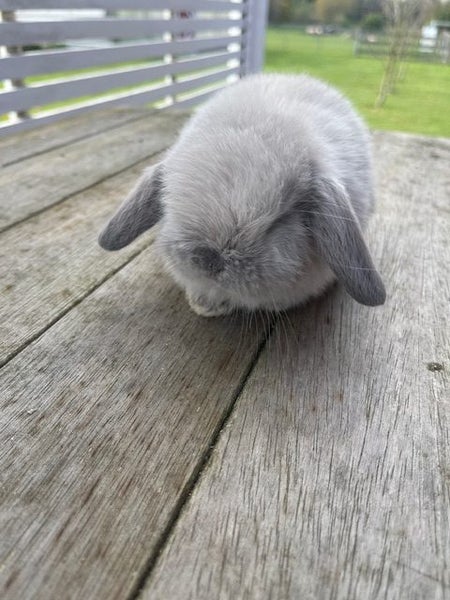 Mini Lop Baby Rabbits - MissyK Rabbitry Carousel 1