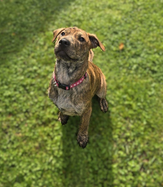 Peaches (Ellie's Canine Rescue & Rehome) Carousel 2