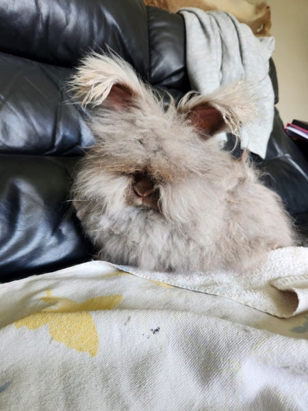 Pedigree English Angora Carousel 11