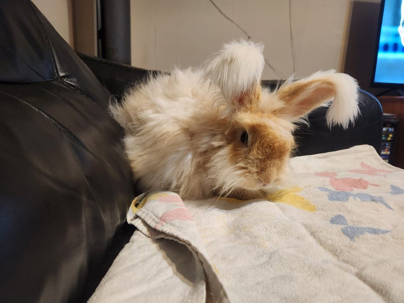 Pedigree English Angora Carousel 7