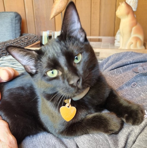 CAT RESCUE CHCH - Ready For Adoption Louis Vuitton Carousel 1