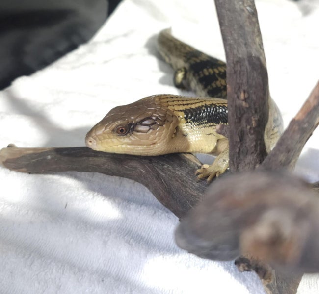 Blue tounge lizard enclosure and equipment Carousel 1