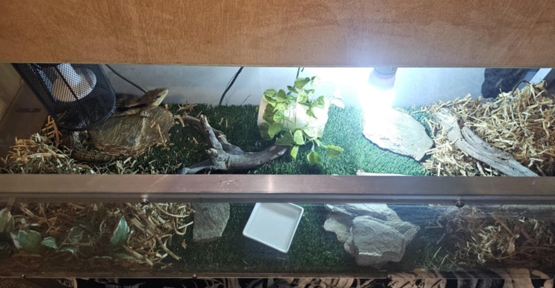 Blue tounge lizard enclosure and equipment Carousel 2